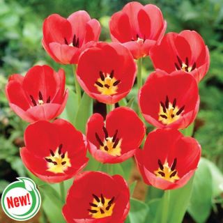 Red Van Eijk Tulip Thumbnail